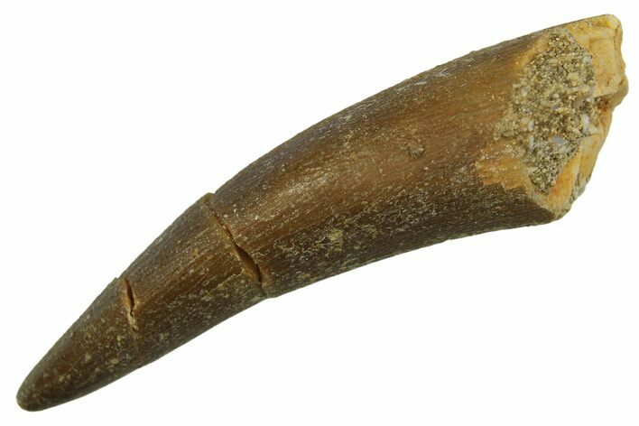 Fossil Plesiosaur (Zarafasaura) Tooth - Morocco #298055